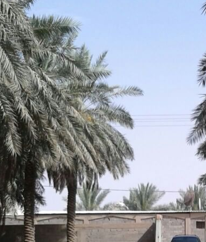 Usailah Farm - Buraydah - +966 56 428 5824