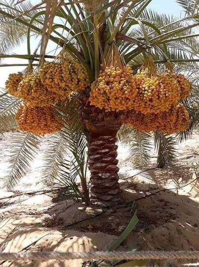 مزرعة البخاريين - Al Madinah Al Munawwarah 42333