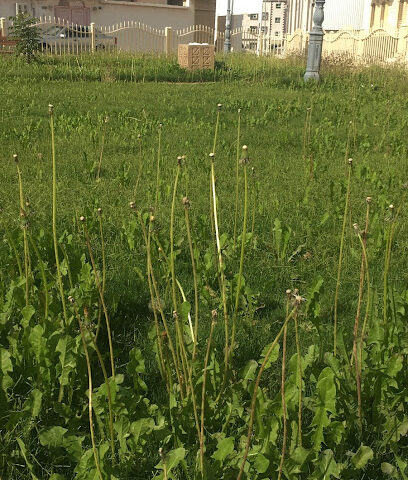 حديقة هاشم الغامدي - Taif - +966 54 960 4744