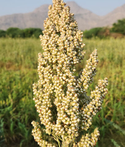 مزرعة القضية - Tharban -