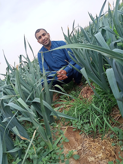 flower & nursery Aftab - Saudi Arabia|Ad Dilam 16215|W45Q+MF2