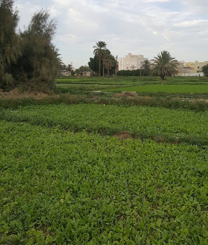 مزرعة ابوعبدالله للغنم و الخضار - Ad Dilam - +966 54 529 8309