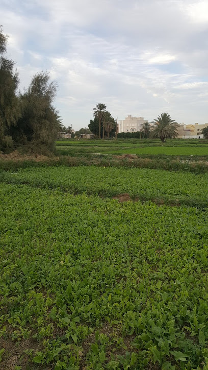 مزرعة ابوعبدالله للغنم و الخضار - Saudi Arabia|Ad Dilam 16322|X49H+RJ8