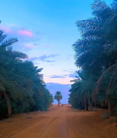 مزارع الشيخة للتمور - Al-Fuwayliq - +966 55 555 6385
