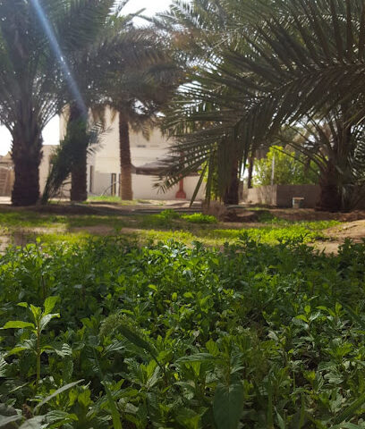 مزرعة الرشاش - Al Artawiyah - +966 50 445 4577