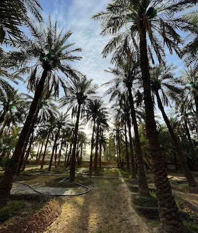 (ام عاير) أملاك الناصر - Sudair Industrial And Business City -
