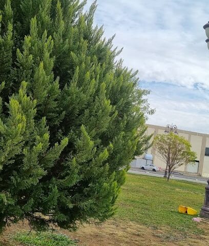 حديقة البازعي - Tabuk -