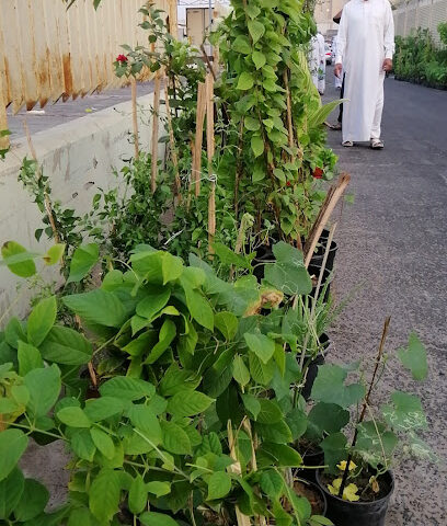 Al-Mujtaba nursery - Al Qatif - +966 50 892 1017