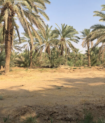 راشد عبدالعزيز العثمان - PVG2+HF، -