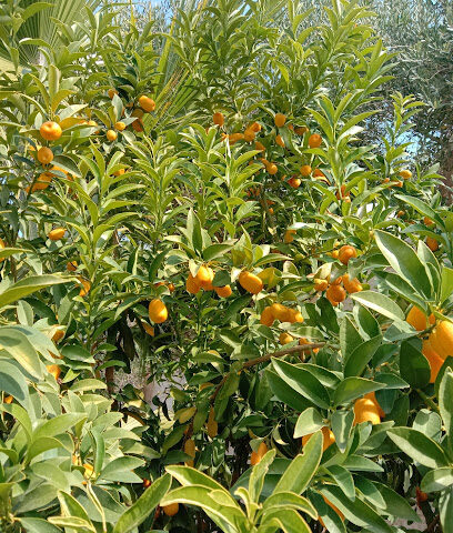 Orange garden - Tabuk -