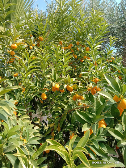 Orange garden - Saudi Arabia|Tabuk 47331|Cultivated Area|CMG6+6RQ