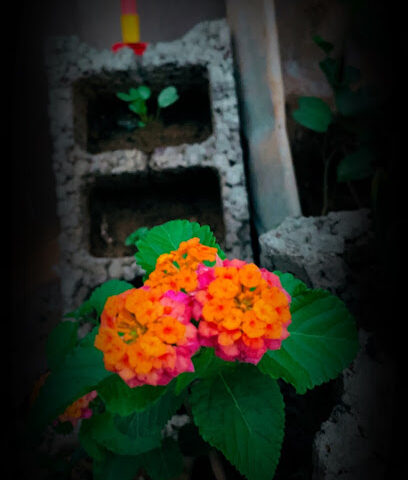 NEMRO HANGING GARDEN - Damad - +966 56 080 6170