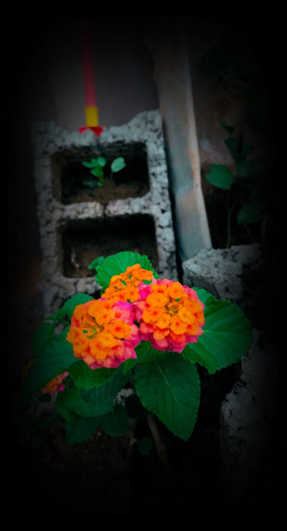 NEMRO HANGING GARDEN - Saudi Arabia|Damad 84944|Khalid ibn alwaleed street