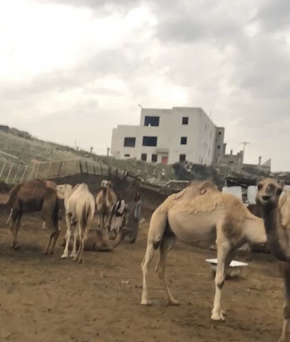 حليب الابل - Abha -