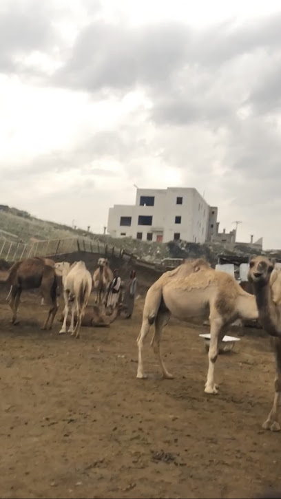 حليب الابل - Saudi Arabia|Abha 62543|الشرفية،|6GXR+PM9