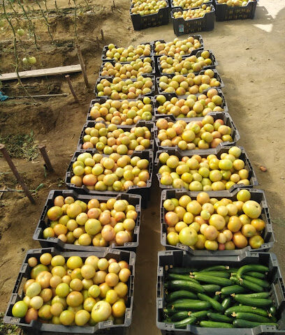 مزرعة عبدالعزيز التركي للفراولة والخضار - Abha - +966 50 336 5633