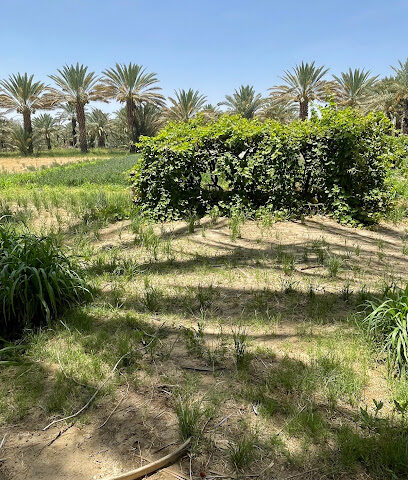 مزرعة الشيخ/ سلطان بن فهاد ابن غنام - العلبة -