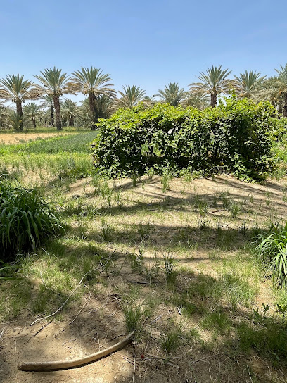 مزرعة الشيخ/ سلطان بن فهاد ابن غنام - Saudi Arabia|العلبة 29701|WF32+FW