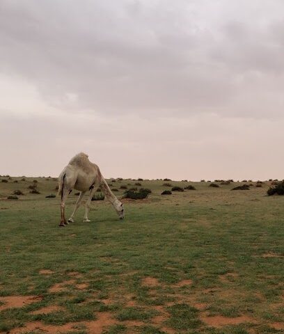 مزرعه هلال بن مشبب العتيبي - Tharmda -