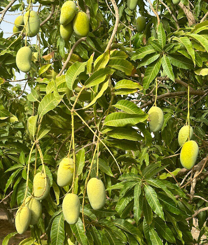 Fal Mango Farm مزرعة مانجو - Sabya - +966 55 409 9770