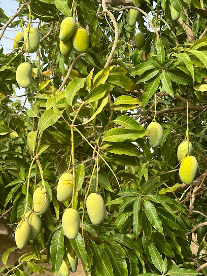 Fal Mango Farm مزرعة مانجو - Saudi Arabia|Sabya 85549|6262 3230|3230