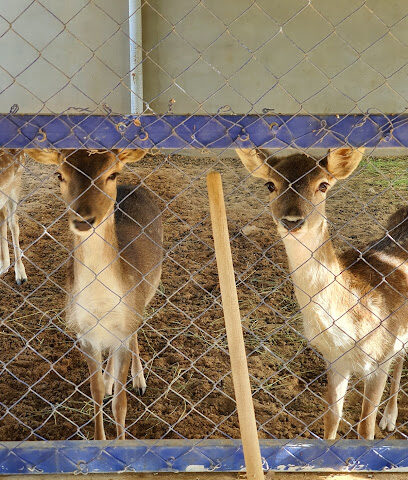 Alhedaithy farm - Al Bukayriyah -