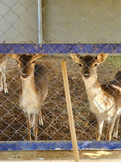 Alhedaithy farm - Saudi Arabia|Al Bukayriyah 52732