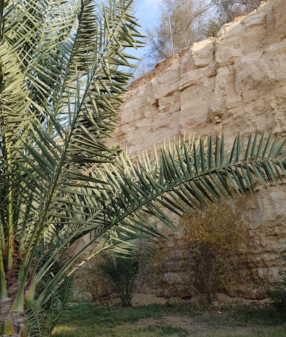 Bustan Farm - Unnamed Road - +966 55 060 6855
