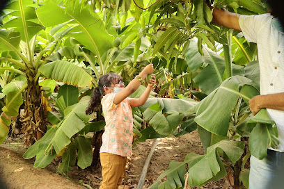 Al khoar mango farm - Al Khoar -