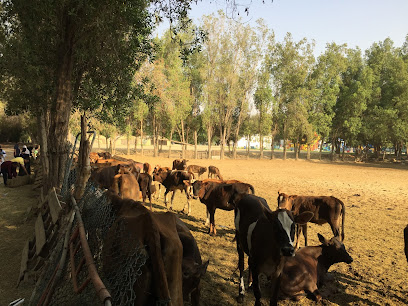 Ali Sanad Albuainain FARM - Al Jubail -