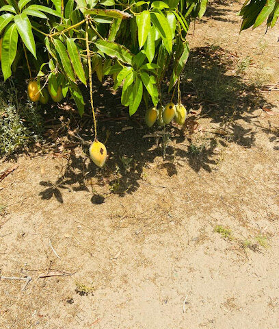 Mango farm - Al Fuqayyir -