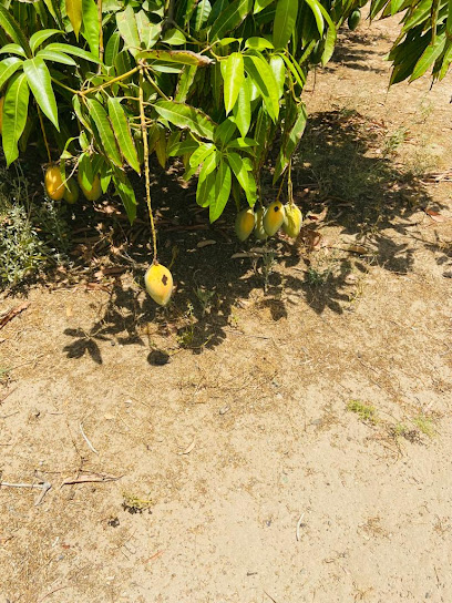 Mango farm - Saudi Arabia|Al Fuqayyir 48328|38QR+47