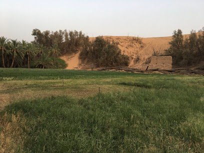 Ajaji farms for Agricultural Development - Buraydah - +966 56 703 1337