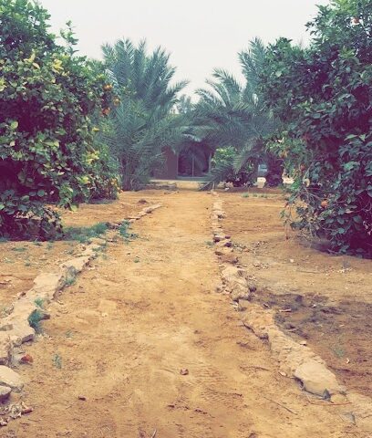 Mohammad Attuwaijri’s farm -  -