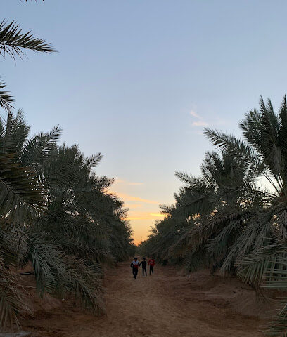 مزرعة علي الناصر القبلان - Ar Rass - +966 50 513 5836