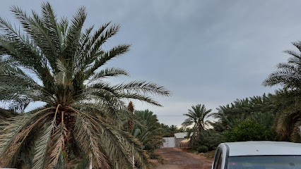 مزرعة الأصفياء - Al Madinah Al Munawwarah - +966 53 259 0590