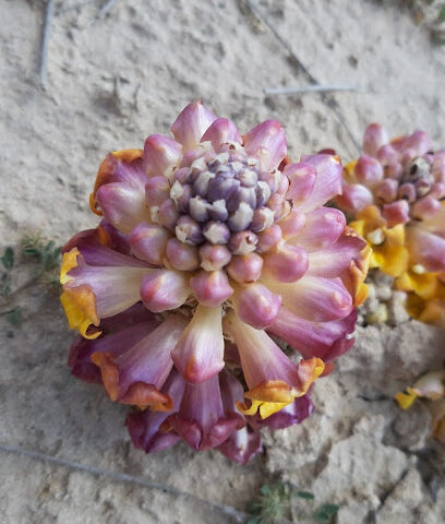 Garden Alchterhah - Safwa - +966 59 348 2236