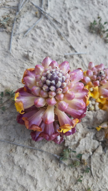 Garden Alchterhah - Saudi Arabia|Safwa 32713|Al Khatrashiyah|JW9H+G9X