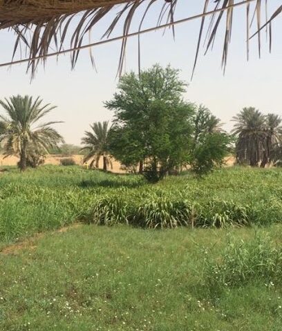 مزرعة حميد المستادي - Rabigh -