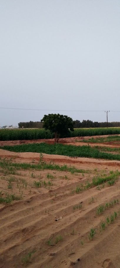 مزرعة ورثة الشيخ يحيى بن علي - Saudi Arabia|Maghsheiah 66242|مزهرة
