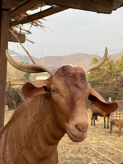 مراح فخر الجنوب - Saudi Arabia|Al Haqu 87285