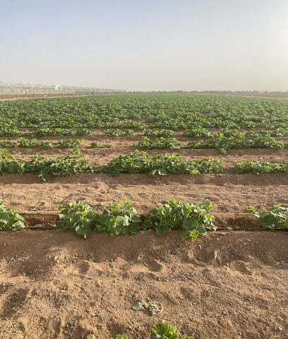 مشروع البركات لانتاج الخضار - Hail - +966 50 515 7631