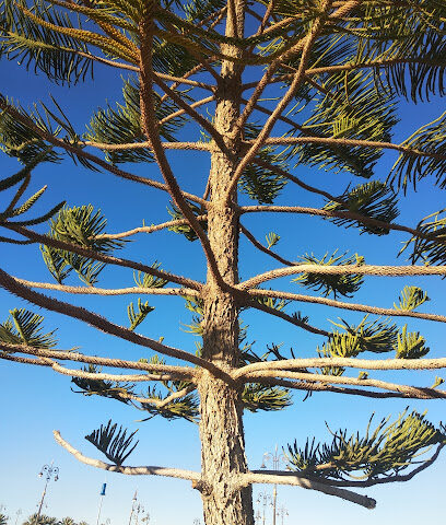 حديقة - Tabuk -