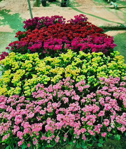 مشتل الغنام الزراعي - Al Khabra - +966 53 369 7827