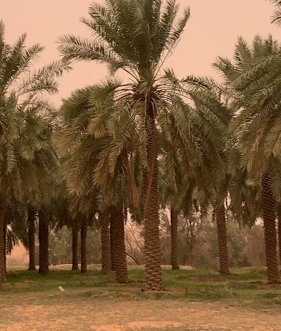 مزرعة محمد الصالح المحسن - Buraydah -