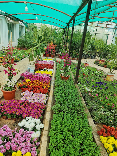 مشتل الجزيرة الخضراء - Hafar Al Batin 39913