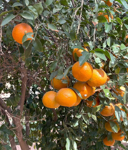 مزرعة ابو عبدالرحمن الجطيلي ⚘️(القريبه) المبروكه - Al-Fuwayliq - +966 56 258 0330