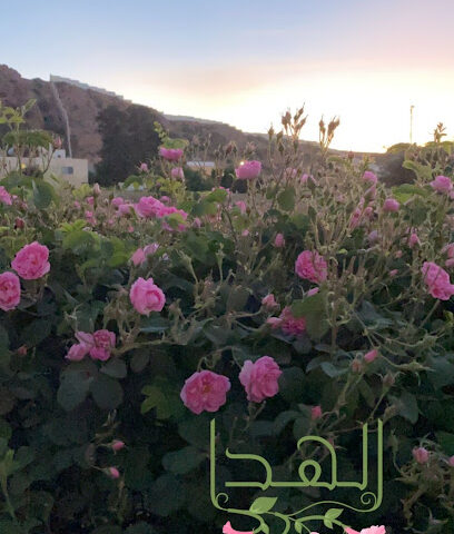مصنع ومعمل الشيخ - Taif -
