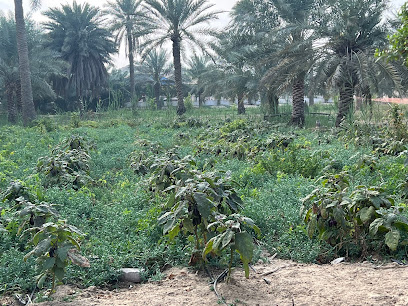 مزرعة السيهاتي - Saihat -