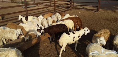 Abu Laith Charity for Livestock - Mecca - +966 50 362 3830